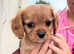 READY TO GO*****beautiful cavalier King Charles spaniels