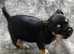 Black and Tan beautiful boy puppy