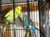 A very tame pair of budgies