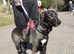 Java , sweet and shy girl , needs her forever home