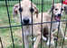 Bedlington x Lurcher puppy last boy remaining