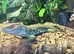 European eye lizard het melanistic for only £75 each