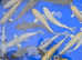 Koi carp - pond fish joblot - Bedworth