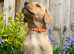 Norfolk Labrador puppies