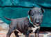 Stunning KC Registered Bull Terrier Puppy - Rare Colour - Ready Now
