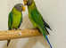Beautiful young plum headed parrot