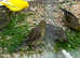 Canaries for sale males and females