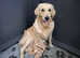 Remarkable Golden Retriever Puppies