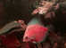 Discus Fish