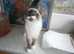 Beautiful snowshoe siamese