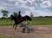 *QUALITY* Connemara Gelding - Showjumper, Hunter, Pony Club, Hacker