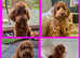 Cavapoos - waiting list open