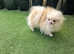 Teacup Gorgeous tiny Russian Pomeranian female in Swindo