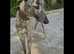 Saluki  for sale