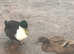 Drake and 2 ducks