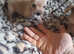 Gorgeous Chorkies 2boys left from a litter of 4 ready 21st September one boy has rosette fur