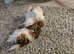 Shih-tzu