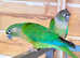 Stunning young conure parrot for sale