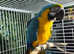 Macaw parrot Glasgow