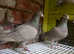 Racer pigeons