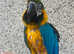 Blue and gold macaw for sale with cage