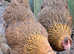 6 Hatching eggs wyandotte / sussex