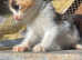 Ragdoll kitten for Bargain