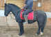 Dales X 16 year old 14.2/3hh