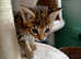 F3 TiCA kittens 2 boys