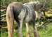 3 Top Quality Fillies For Sale