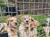 Litter of 9 multi shade puppies (4 left)
