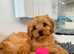 Cavapoo Puppy