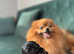 Tiny Pomeranian black&tan girl Available