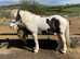 13.1 coloured Cob Gelding