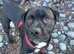 Male 2 year old cane corso x staffy