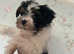 Yorkshire Biewer Terrier
