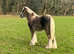 Flashy silver dapple cob