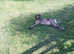 Lucy 3 year old German Short haired pointer