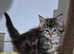 Stunning Siberian kittens