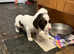 KC registered Springer Puppies