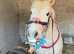 Super Dartmoor x mini cob gelding.