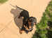 Miniature dachshund male