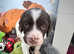 KC Registered English Springer Spaniel Puppies