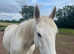 Beautiful full pedigree Irish sport horse girl