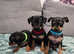 Beautiful Russian Toy Terrier Puppies