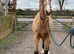 Buckskin filly warmblood x trakerner