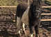 Registered miniature shetland