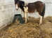 Whisky 1yo 14hh Welsh D x ISH