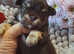 Tini adorable Malchi puppies