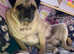 5 year old pure pedigree Male Pug for Reholming